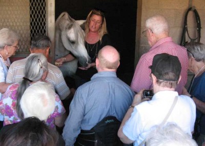 Kelly Pina, manager of Kellogg Arabian Horse Center, Cal Poly Pomona, introduces an Arabian to our members
